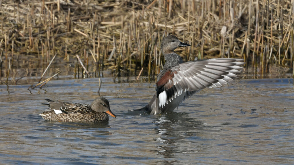 Canard chipeauadulte nuptial