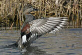 Canard chipeau