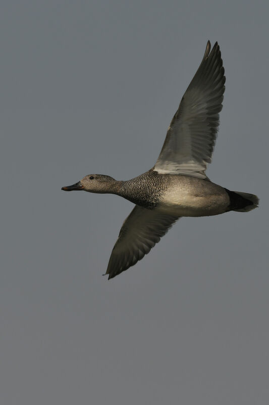 Gadwall male adult breeding, Flight