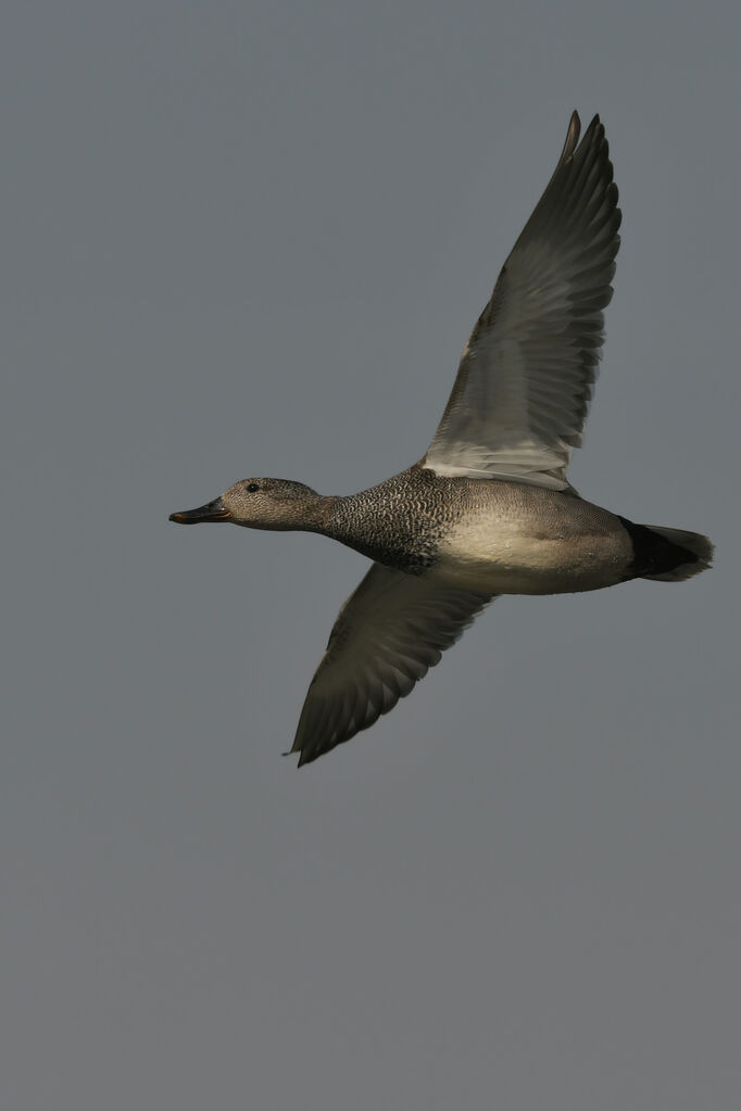 Canard chipeau mâle adulte nuptial, Vol