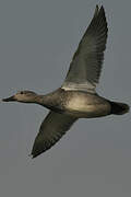 Gadwall