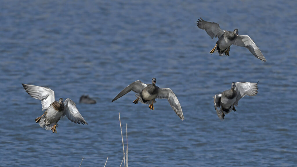 Gadwalladult breeding, Flight