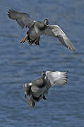 Gadwall