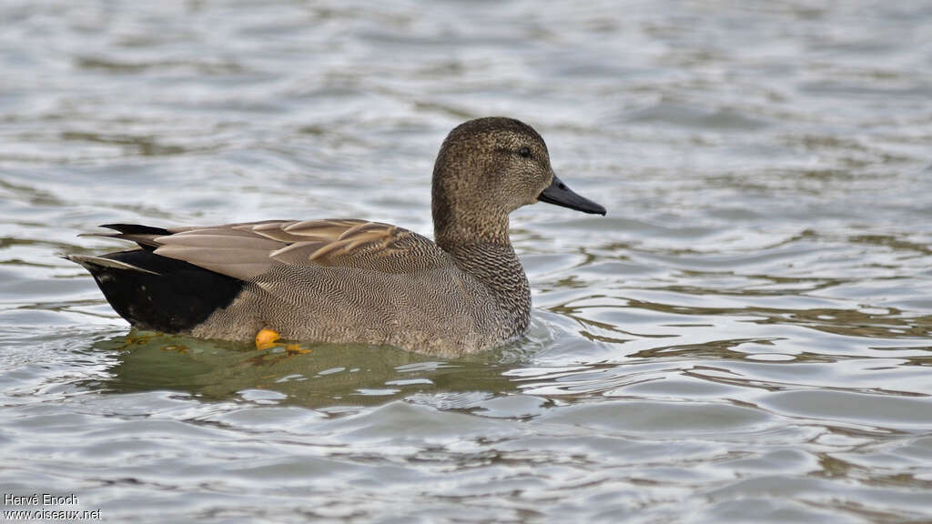 Gadwall male adult, identification