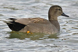 Canard chipeau