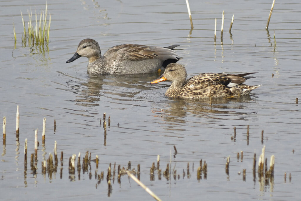 Canard chipeau adulte