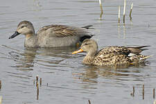 Canard chipeau