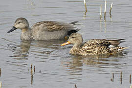 Gadwall