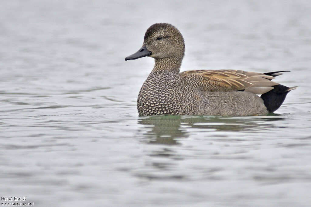 Canard chipeau mâle adulte