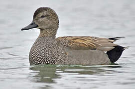 Gadwall