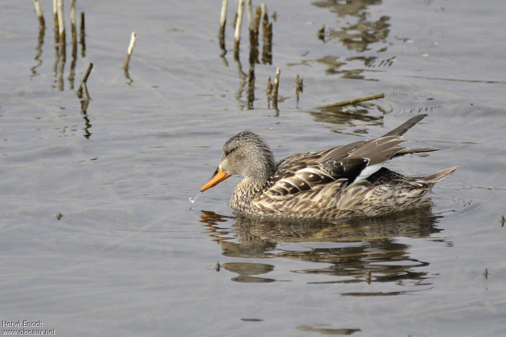 Canard chipeau femelle adulte