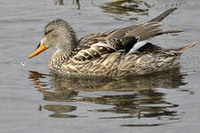 Canard chipeau