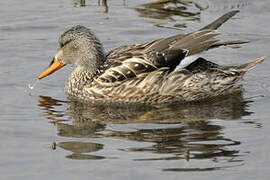 Gadwall