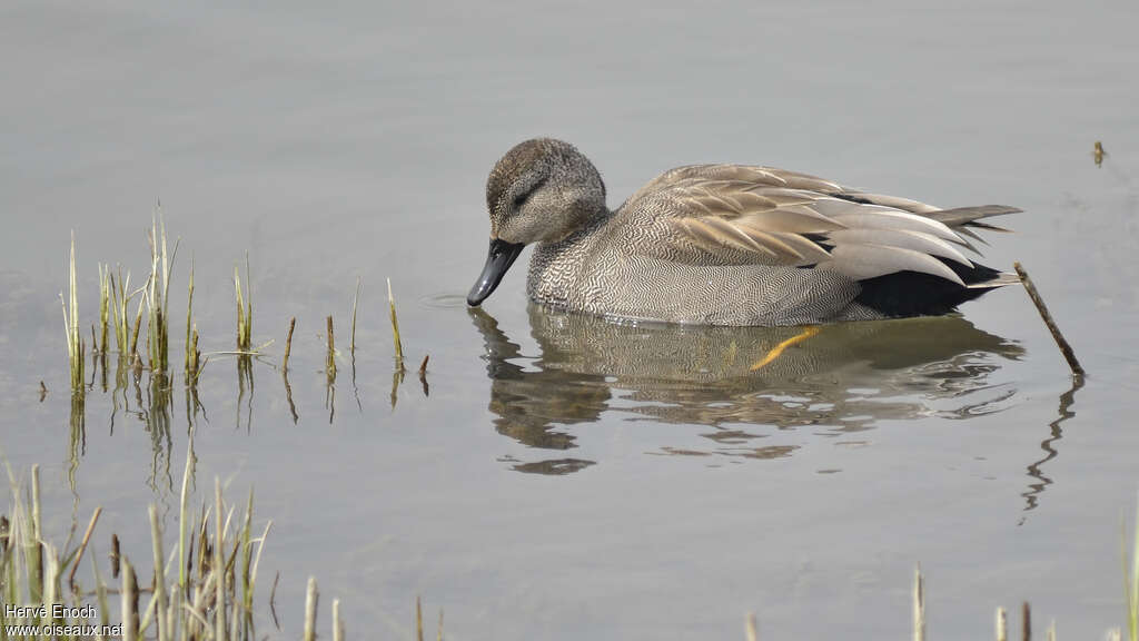 Canard chipeau mâle adulte