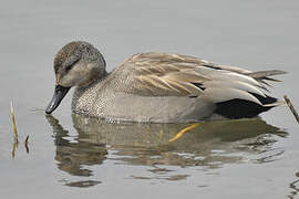 Canard chipeau