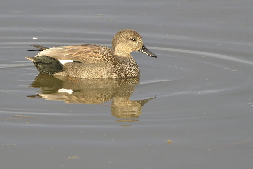 Canard chipeau mâle adulte