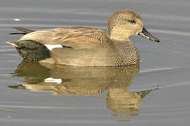 Canard chipeau