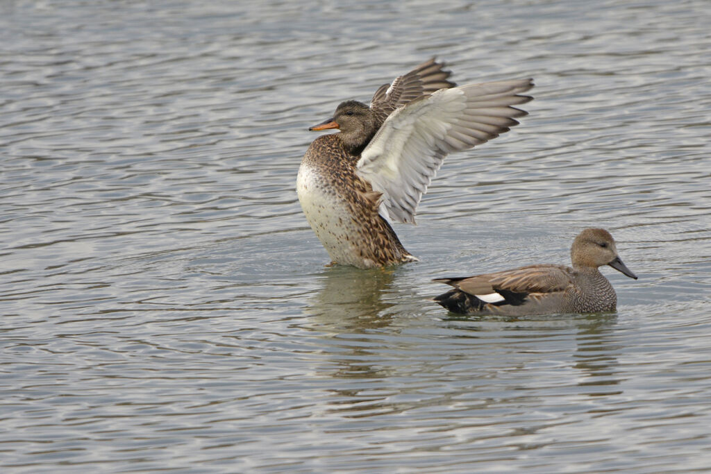 Gadwall , identification