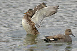 Gadwall