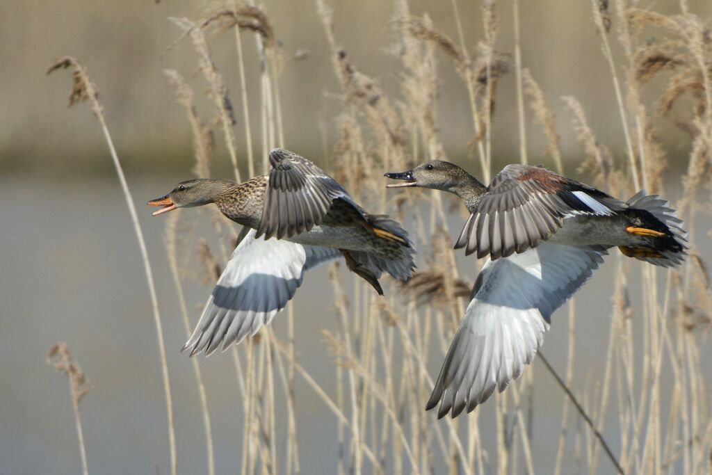 Gadwalladult breeding, Flight