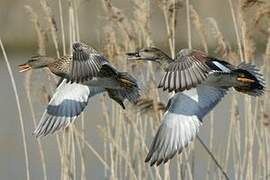 Gadwall