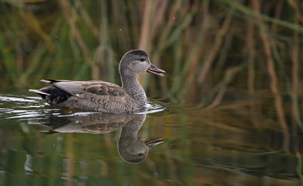 Canard chipeau mâle adulte nuptial, nage