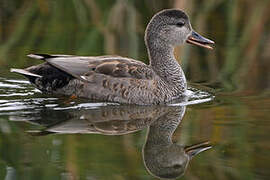 Canard chipeau