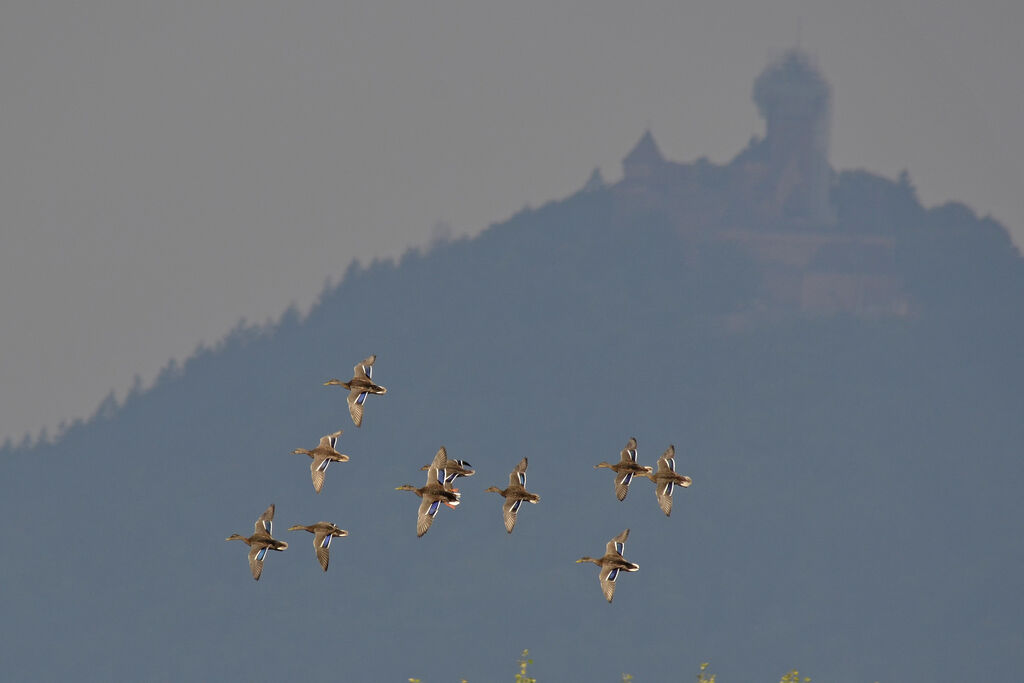 Mallard, Flight