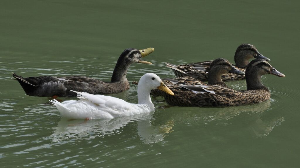 Canard colvert