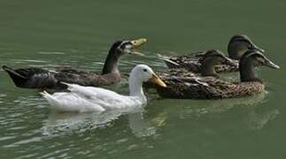 Canard colvert