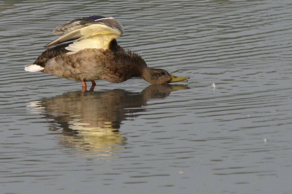 Canard colvert mâle adulte internuptial