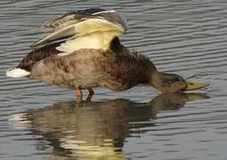 Canard colvert