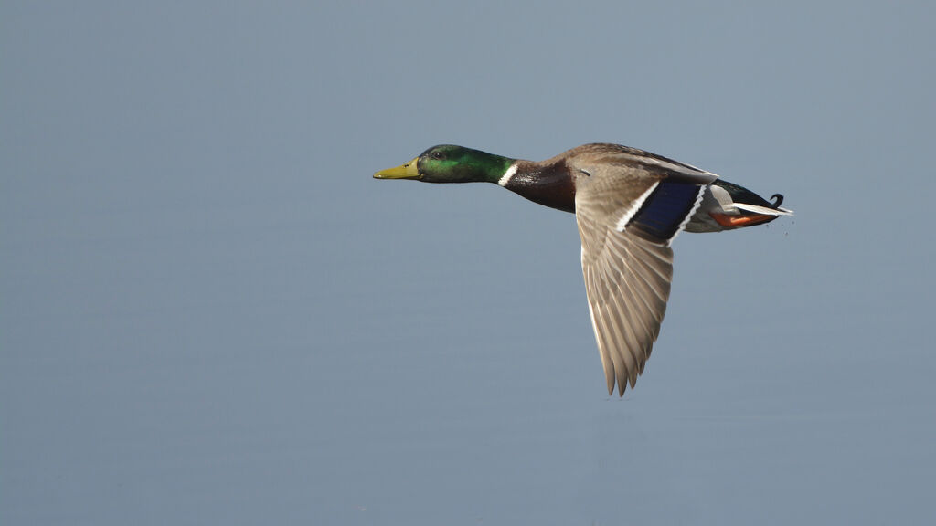 Canard colvert, Vol