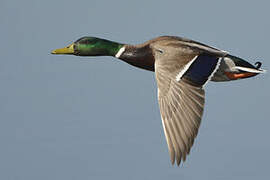 Canard colvert