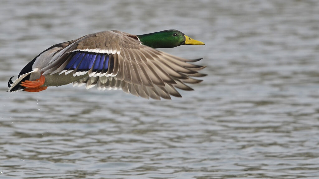 Mallard male adult breeding, Flight