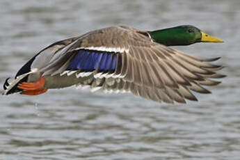 Canard colvert