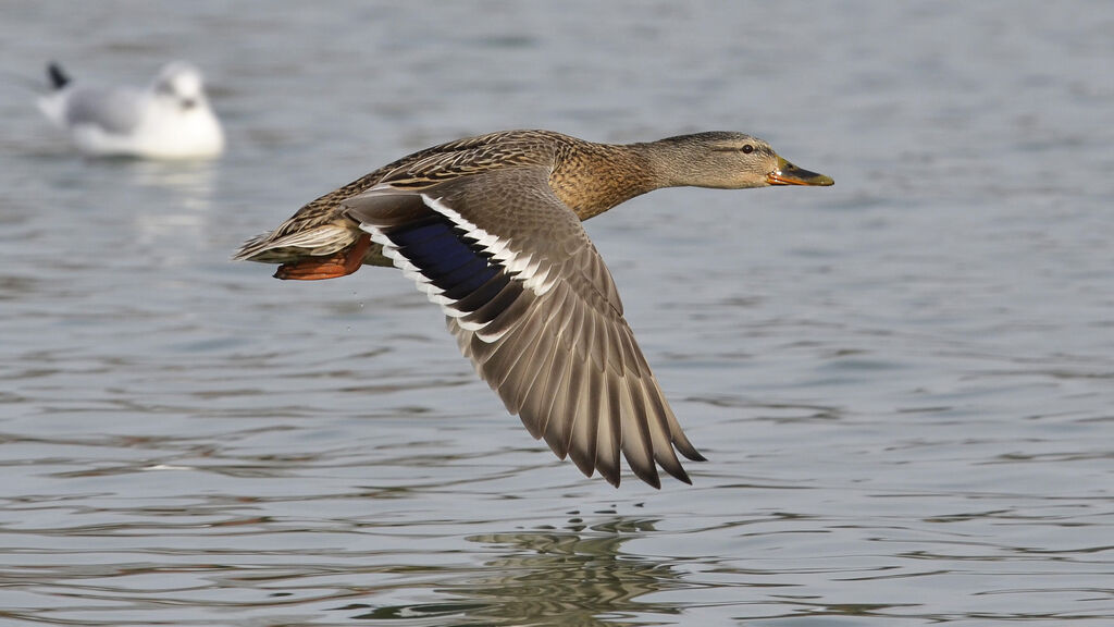 Canard colvert femelle adulte, Vol