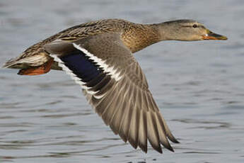 Canard colvert