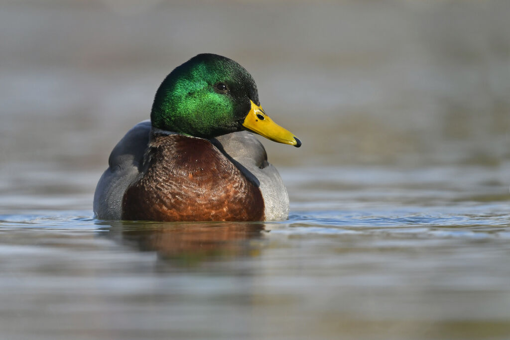 Canard colvert mâle adulte, nage