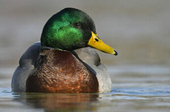 Canard colvert