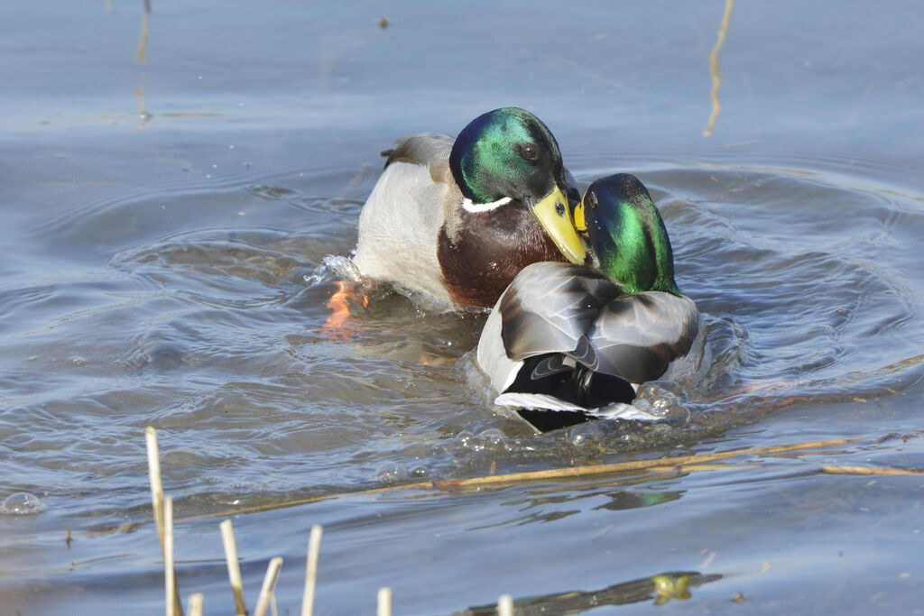 Canard colvert mâle adulte, Comportement