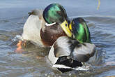 Canard colvert