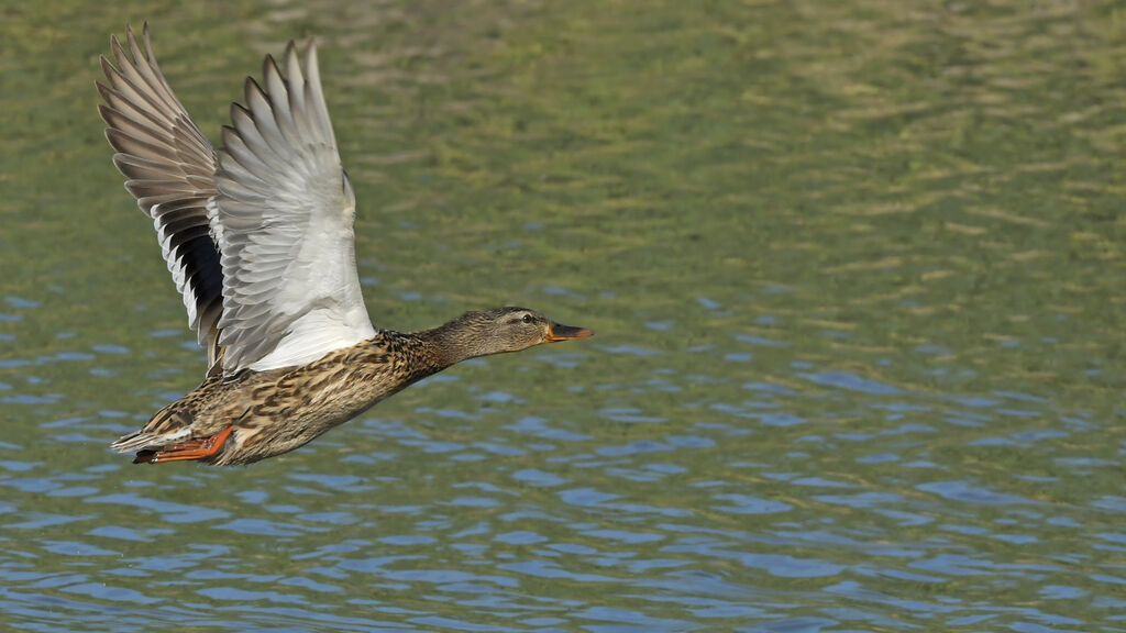 Canard colvert femelle adulte nuptial, identification