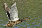 Canard colvert