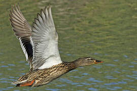 Mallard