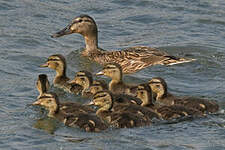 Canard colvert