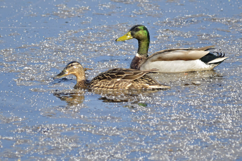 Canard colvert adulte nuptial, identification