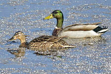 Canard colvert