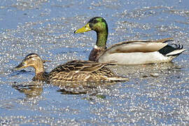 Canard colvert