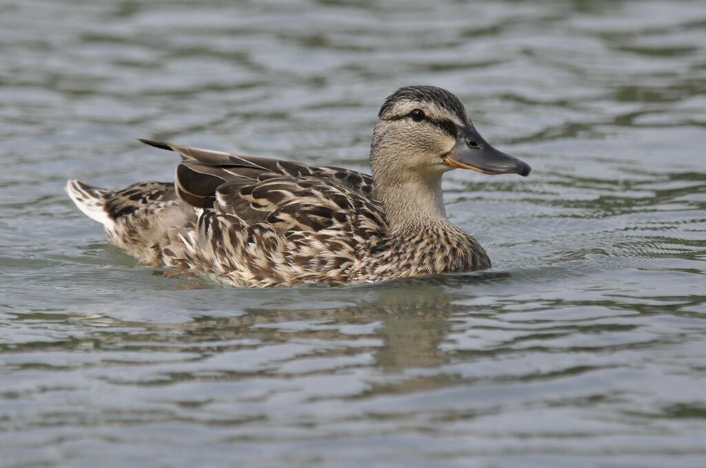 Canard colvert femelle